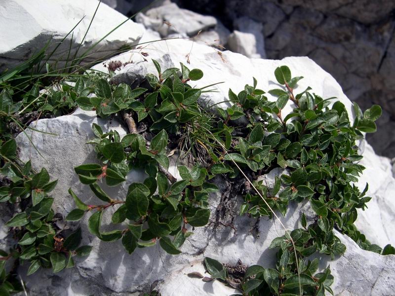 Altra piccola arborea montana..- Salix sp,